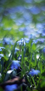 Flowers,Grass,Blur,Smooth,Glade,Polyana