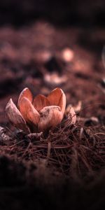 Flowers,Grass,Blur,Smooth,Petals,Flower