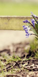 Flowers,Grass,Branches,Land,Weed,Earth,Spring