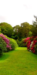 Flowers,Grass,Bush,Buds,Lawn,Nature,Garden