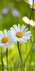 Flowers,Grass,Camomile,Petals