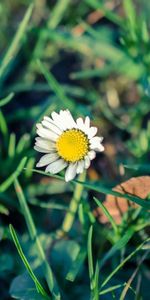 Flowers,Grass,Chamomile,Camomile,Flower