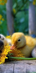 Flowers,Grass,Color,Ducklings,Animals