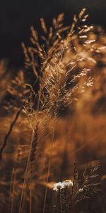 Herbe,Cônes,Épillets,Domaine,Champ,Fleurs,Macro,Plantes