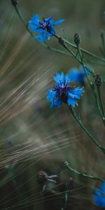 Herbe,Bleuet,Fleurs