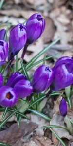 Crocus,Herbe,Safran,Fleurs