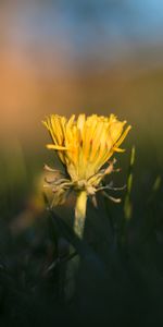 Flowers,Grass,Dandelion