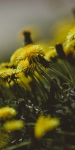 Flowers,Grass,Dandelions,Close Up