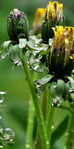 Fleurs,Drops,Légumes Verts,Verdure,Recroquevillé,Herbe,Pissenlits