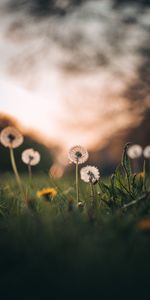 Flowers,Grass,Dandelions,Macro