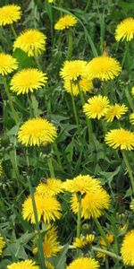 Flowers,Grass,Dandelions,Summer,Bright,Glade,Polyana