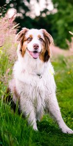 Flowers,Grass,Dog,Australian Shepherd,Animals,Nature,Meadow