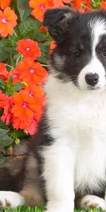 Flowers,Grass,Dog,Spotted,Spotty,Puppy,Animals