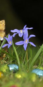 Flowers,Grass,Eggs,Chocolate Bunnies,Chocolate Hares,Holidays,Easter