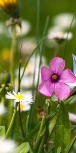 Flores,Hierba,Campo