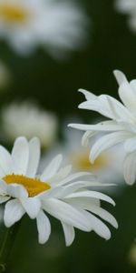 Flowers,Grass,Field,Camomile