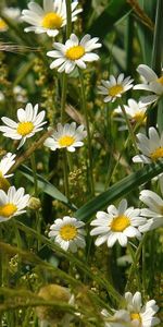 Flowers,Grass,Field,Ears,Spikes,Camomile