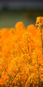 Flowers,Grass,Field,Nature