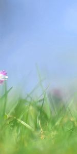 Pâquerette,Herbe,Flou,Lisse,Polyana,Fleur,Marguerite,Clairière,Fleurs