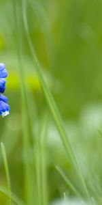 Flowers,Grass,Flower,Blur,Smooth,One,Muskari,Muscari