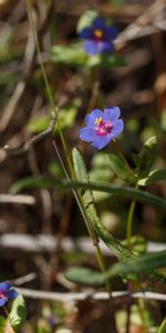 Flowers,Grass,Flower,Branches,Petals,Leaves