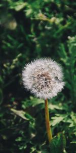 Flowers,Grass,Flower,Dandelion,Fuzz,Fluff