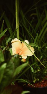 Flowers,Grass,Flower,Leaves,Lily