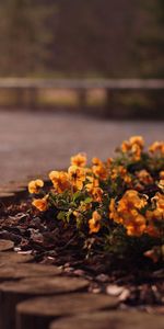 Flowers,Grass,Flowerbed,Flower Bed,Street