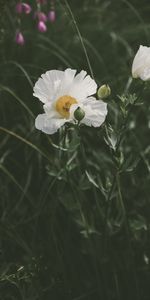 Herbe,Pavot,Parterre,Fleur,Fleurs,Coquelicot,Parterre De Fleurs,Floraison