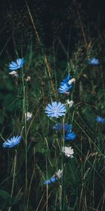 Herbe,Chicorée,Fleurs,Floraison