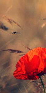 Flowers,Grass,Flowering,Poppy,Flower,Bloom