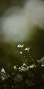 Flowers,Grass,Focus,Zvezdchatka,Petals,Star