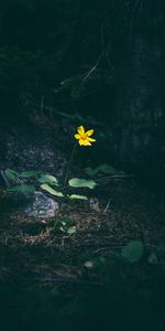 Flowers,Grass,Forest,Flower,Dark,Contrast