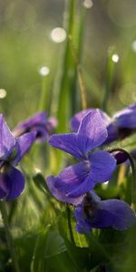 Flowers,Grass,Glade,Drops,Glare,Polyana