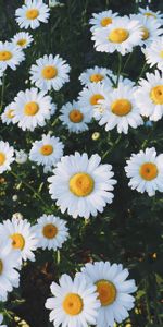 Flowers,Grass,Glade,Polyana,Camomile