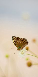 Flowers,Grass,Greased,Macro,Butterfly,Blurred