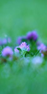 Flowers,Grass,Greased,Smeared,Macro