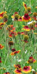 Flores,Hierba,Verduras,Camomila,Claro,Polyana,Gaillardia