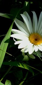 Flowers,Grass,Greens,Pollen,Summer,Flower