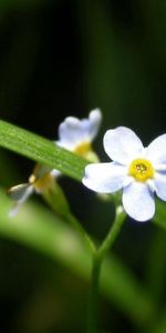 Flowers,Grass,Greens,Small