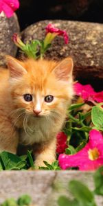 Flowers,Grass,Kitty,Kid,Tot,Curiosity,Animals,Kitten