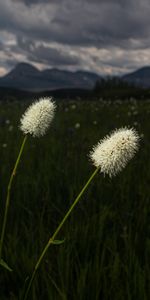 Naturaleza,Flores,Hierba,Césped,Salvaje,Paisaje