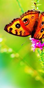 Flowers,Grass,Leaves,Macro,Butterfly