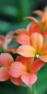 Flowers,Grass,Leaves,Macro,Petals,Beautiful