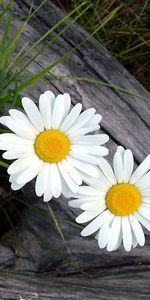 Flowers,Grass,Log,Camomile