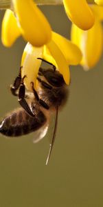 Flowers,Grass,Macro,Bee,Leaves