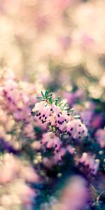 Flowers,Grass,Macro,Blur,Plant,Smooth