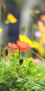 Flowers,Grass,Macro,Blur,Smooth