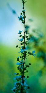 Flowers,Grass,Macro,Blur,Smooth,Background