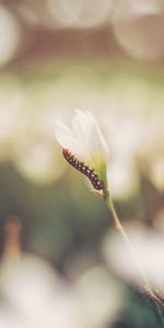 Flowers,Grass,Macro,Blur,Smooth,Caterpillar